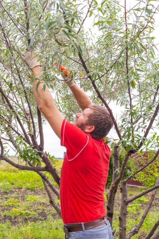 Pear Tree Pruning in San Jose, CA
