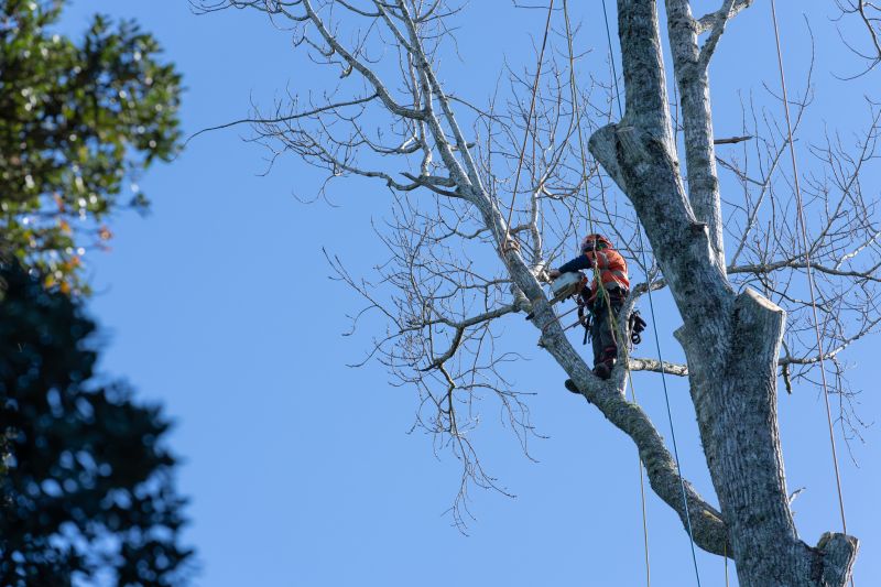 Tree Pruning in Pottstown, PA