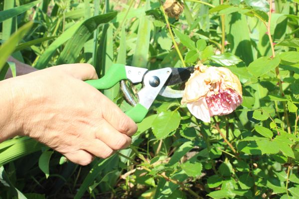 Rose Plant Removal