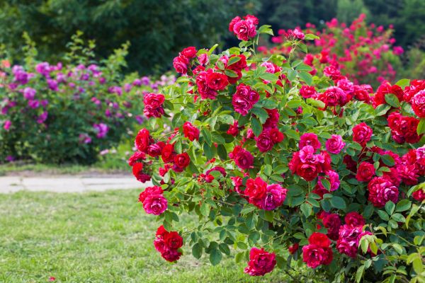 Grow your Rose Bush Removal business