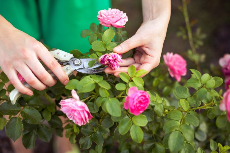 Rose Bush Removal