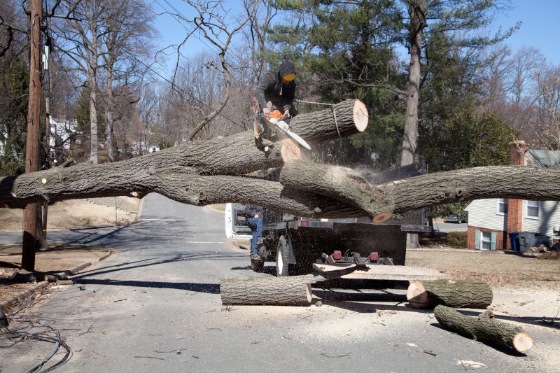 Apple Tree Removal in Doylestown, PA