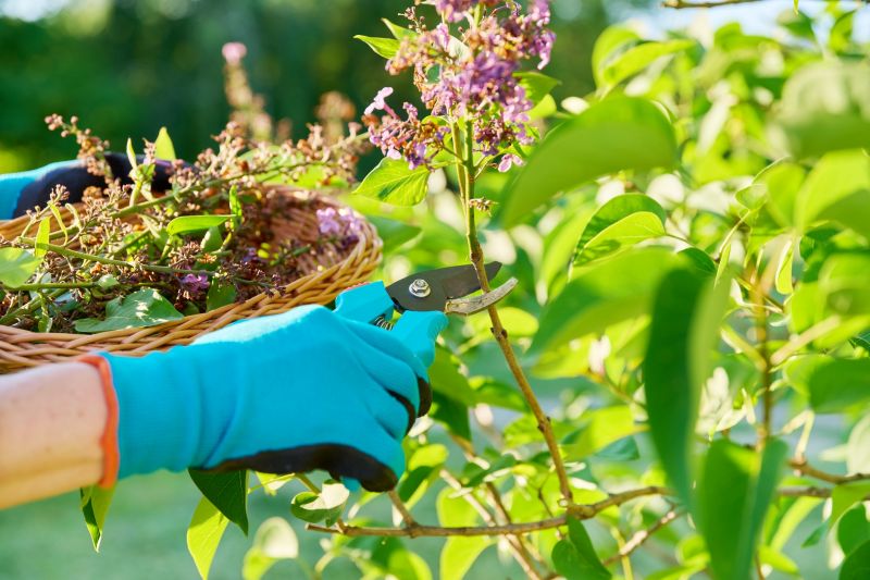 Azalea Pruning in Ventura County, CA
