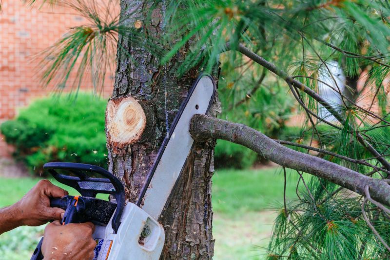 Branches Pruning in Reno, NV