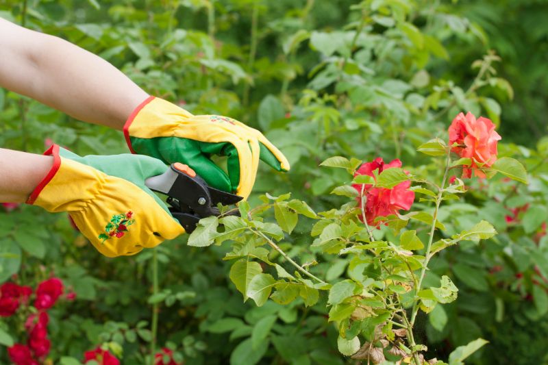 Bush Pruning in Rockwall, TX
