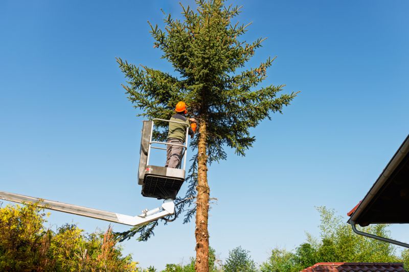 Commercial Tree Trimming in Denver, CO