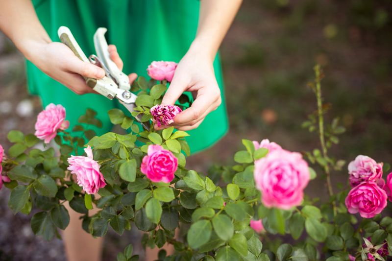 Cost of Rose Bush Removal — Cost of Rose Bush Removal