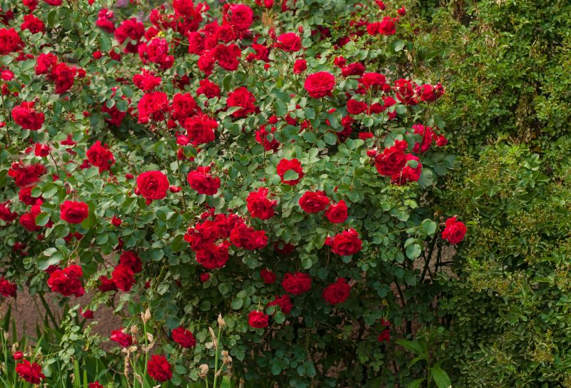 Cost of Rose Bush Removal — Cost of Rose Bush Removal