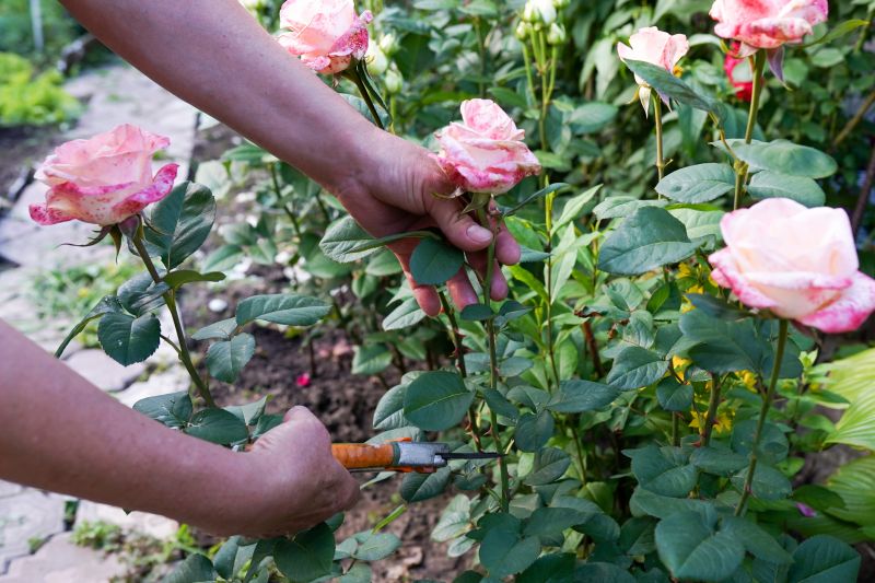 Cost of Rose Bush Removal — Cost of Rose Bush Removal