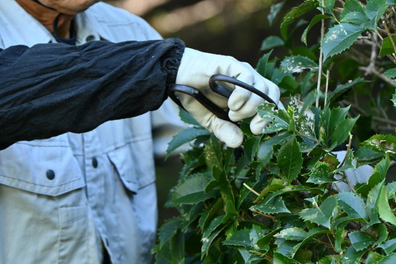 Hydrangea Pruning in Rockwall, TX
