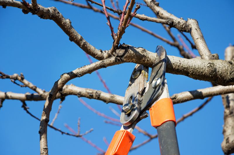 Limb Pruning in Pottstown, PA