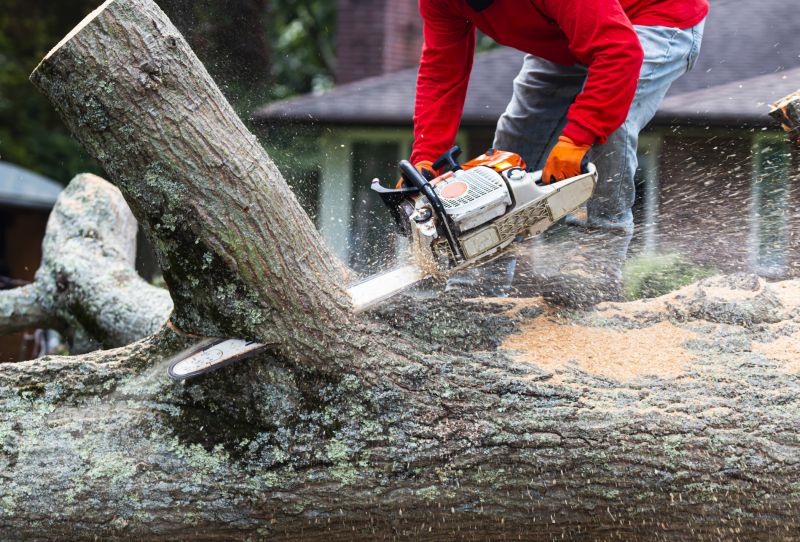 Oak Tree Pruning in Allentown, PA