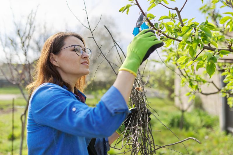 Peach Tree Pruning in Pottstown, PA