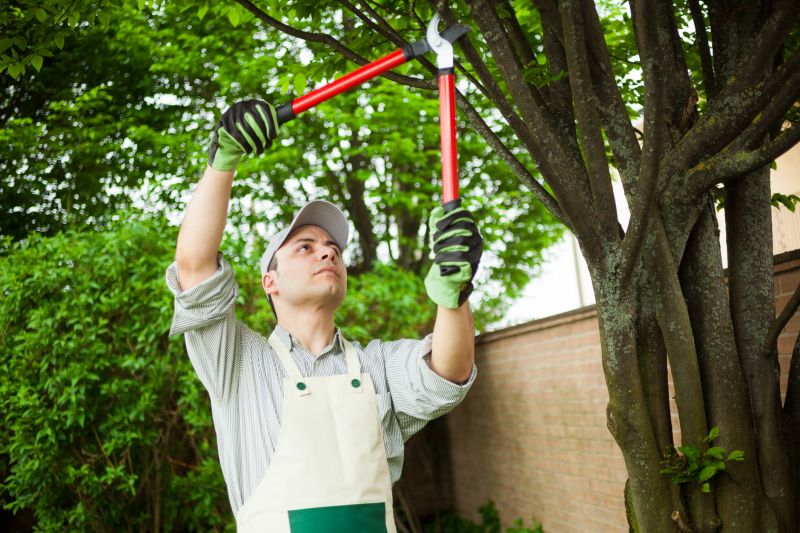 Peach Tree Pruning in Reno, NV