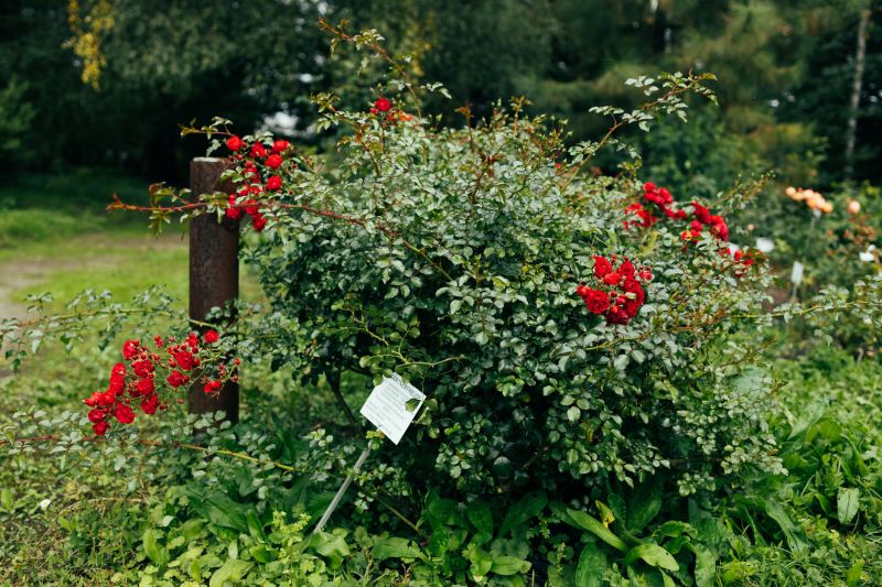 Products For Rose Bush Removals in use