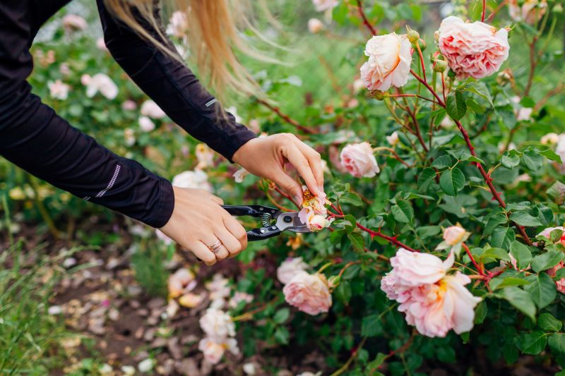 Rose Bush Removal
