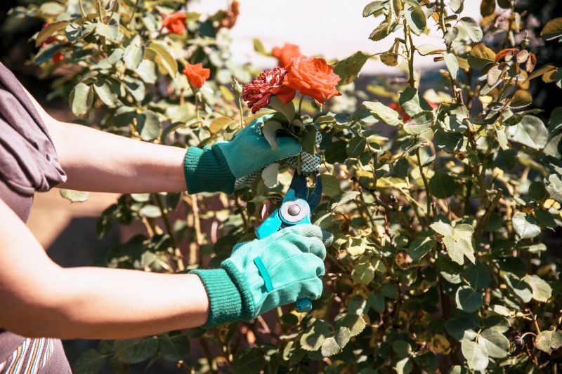 Rose Bush Removal