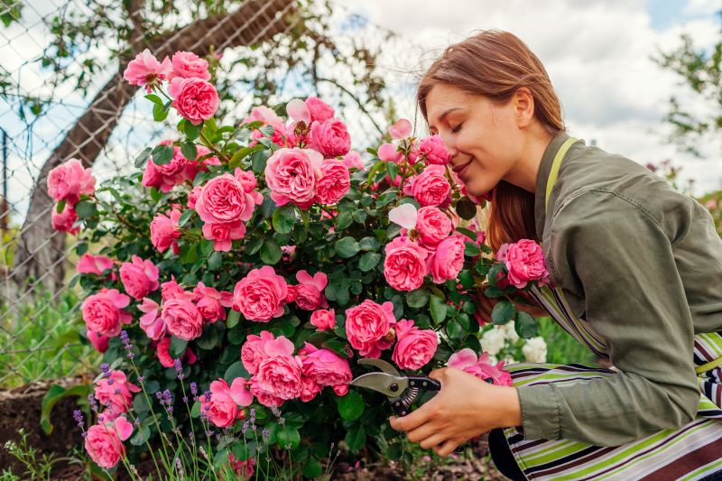 Contractor Working on Rose Bush