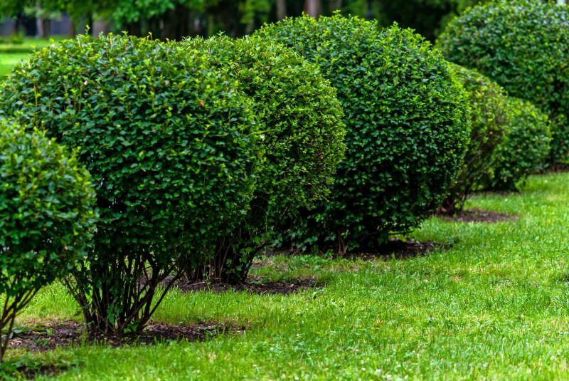 Freshly Trimmed Shrubs