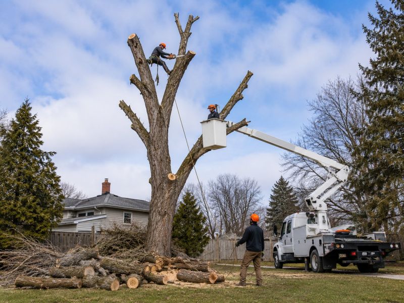 Spruce Tree Removal in Allentown, PA
