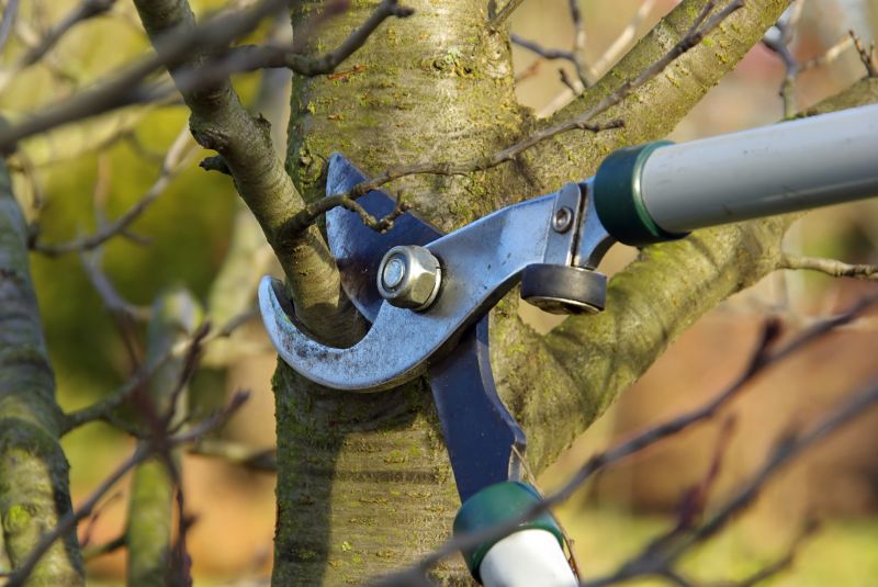 Tree Maintenance Service in Doylestown, PA