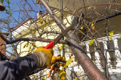 Tree Trimming Service in Doylestown, PA